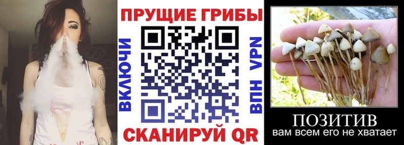 Псилоцибиновые грибы мухоморы  мега вход  Александров 