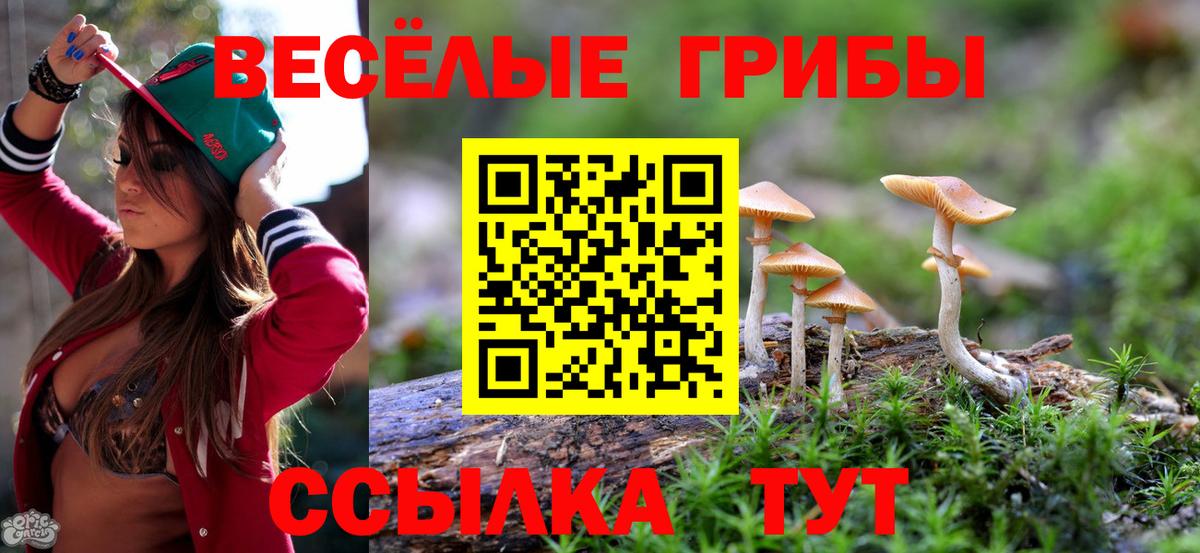 Галлюциногенные грибы MAGIC MUSHROOMS  где купить   Александров 